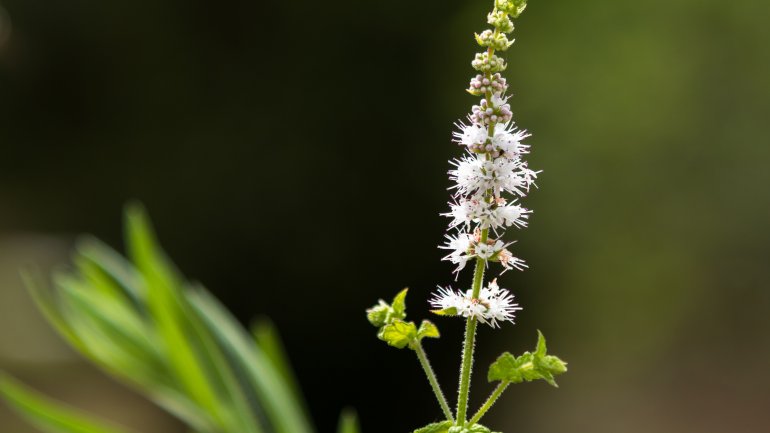 Traubensilberkerze | Cimicifuga racemosa