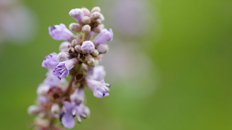 Mönchspfeffer | Agnus castus