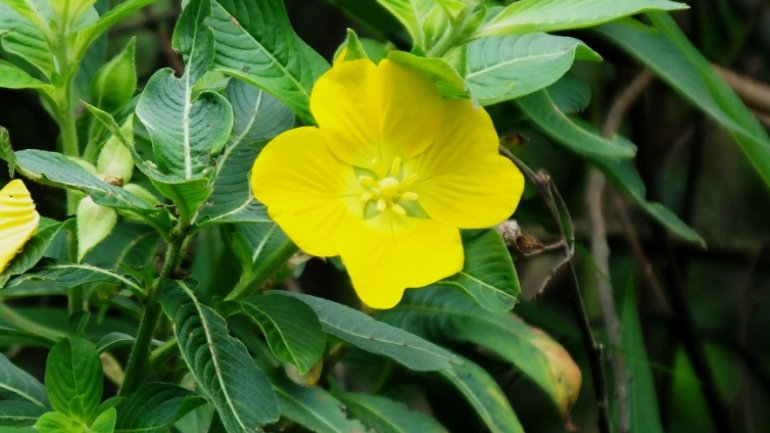 Nachtkerze | Oenothera biennis