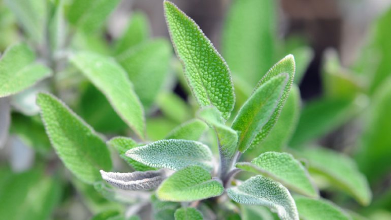 Salbei | Salvia officinalis