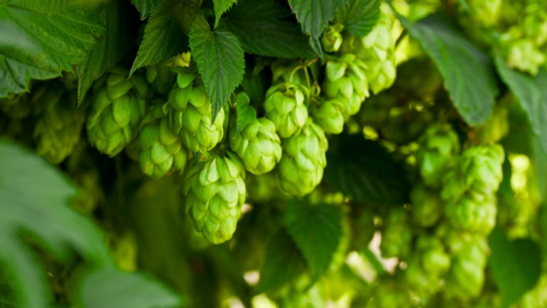 Hopfen | Humulus lupulus