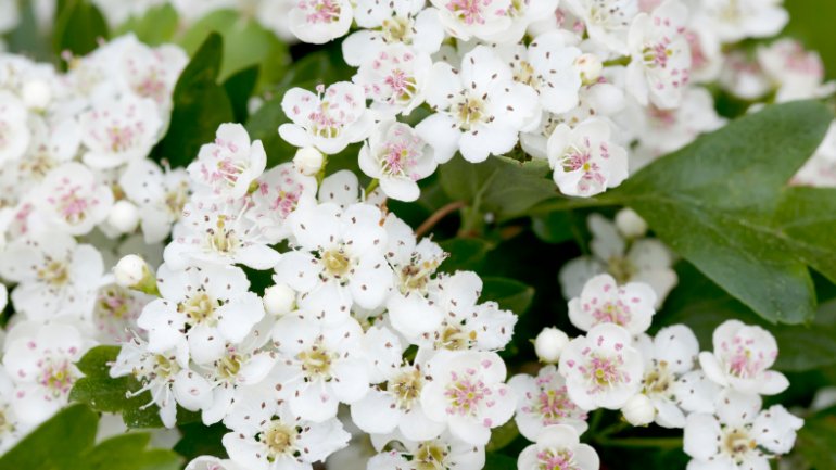 Weißdorn | Crataegus monogyna