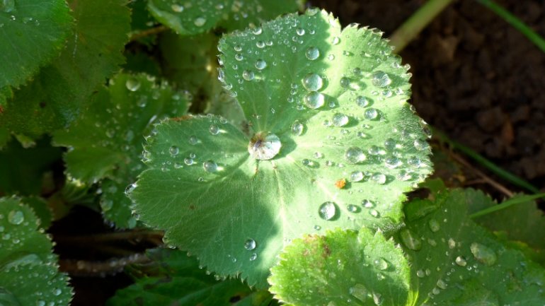 Frauenmantel | Alchemilla xanthochlora