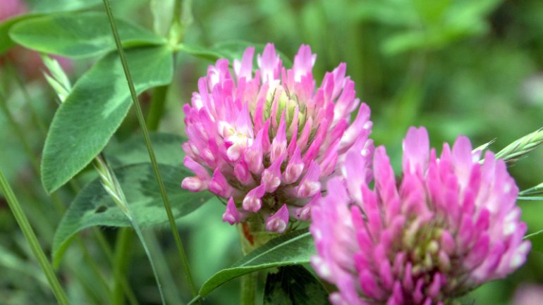 Rotklee | Trifolium pratense