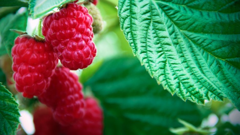 Himbeere | Rubus idaeus