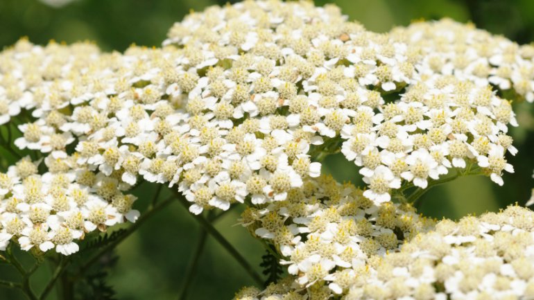 Schafgarbe | Achillea millefolium