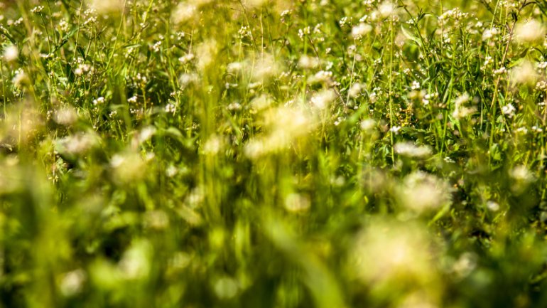 Hirtentäschelkraut | Capsella bursa pastoris