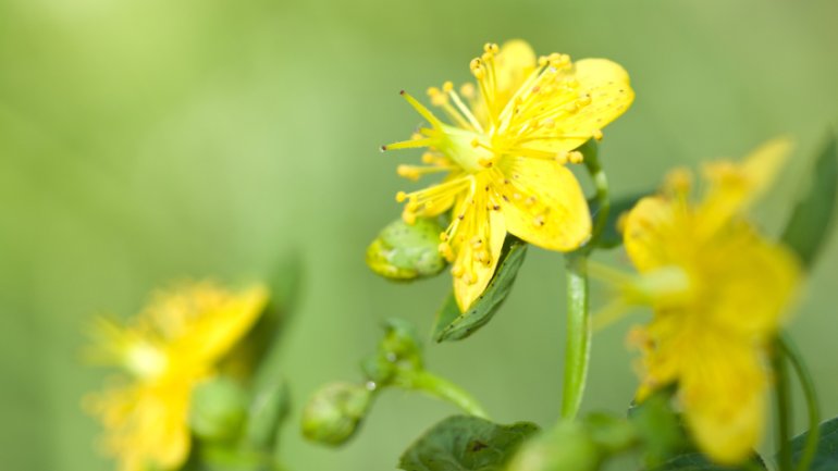 Johanniskraut | Hypericum perforatum