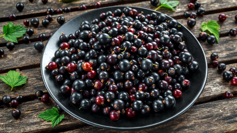 Schwarze Johannisbeere | Ribes nigrum
